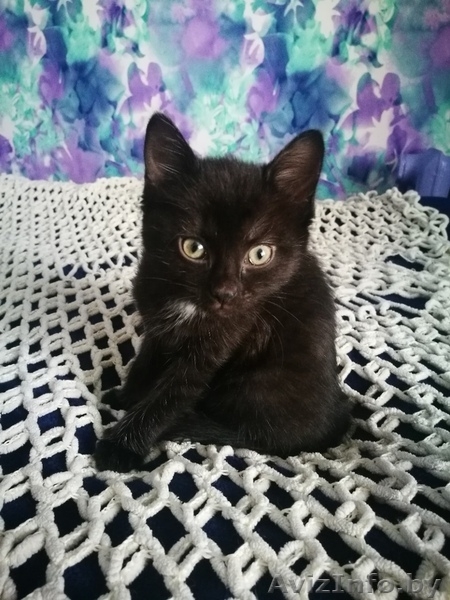 Котенок (девочка) в дар - Изображение #4, Объявление #1643258