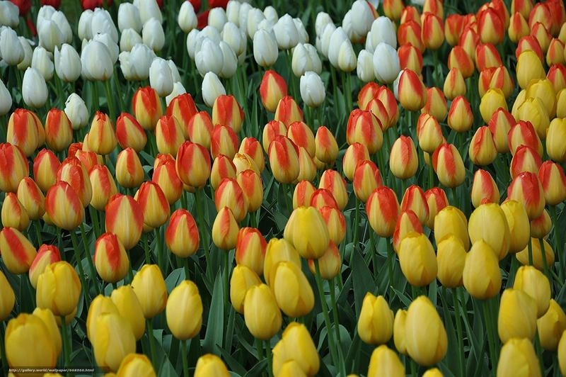 Тюльпаны к 14 февраля и 8 марта доставка на офис по Минску.  - Изображение #7, Объявление #1647087