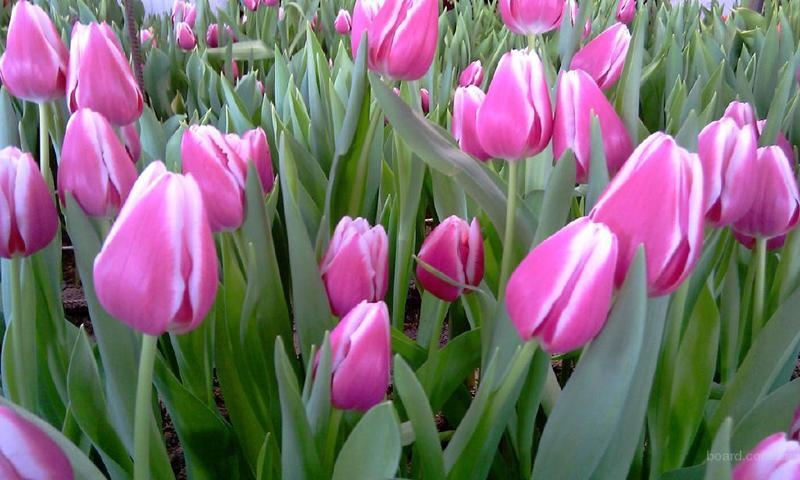 Тюльпаны к 14 февраля и 8 марта доставка на офис по Минску.  - Изображение #6, Объявление #1647087