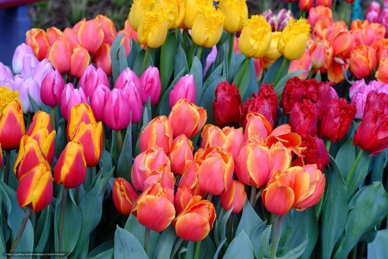 Тюльпаны к 14 февраля и 8 марта доставка на офис по Минску.  - Изображение #5, Объявление #1647087