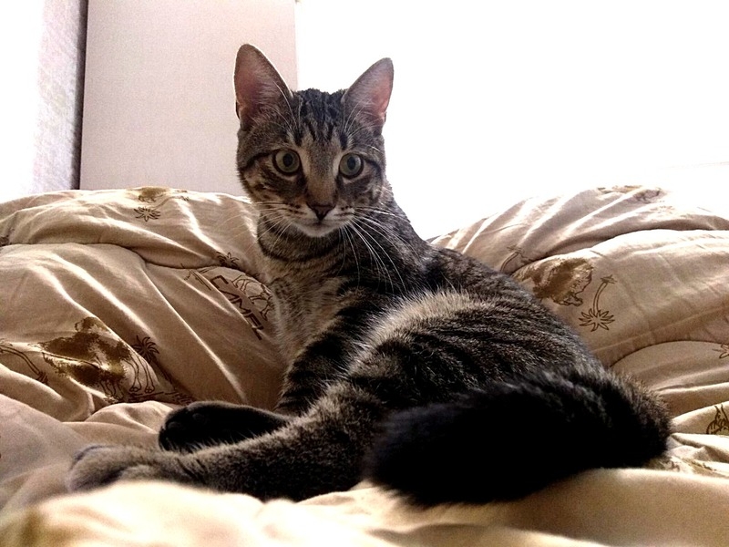 лесной красавец в добрые руки - Изображение #4, Объявление #1650061