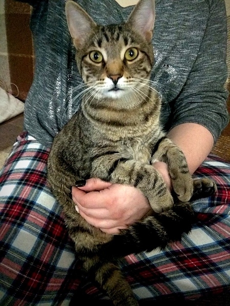 лесной красавец в добрые руки - Изображение #5, Объявление #1650061