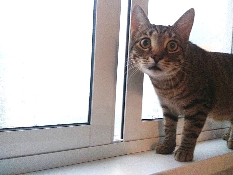 лесной красавец в добрые руки - Изображение #6, Объявление #1650061