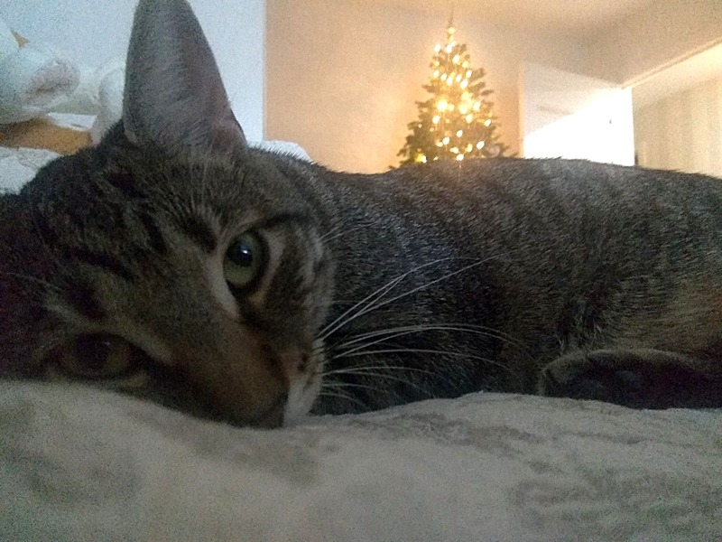 лесной красавец в добрые руки - Изображение #7, Объявление #1650061