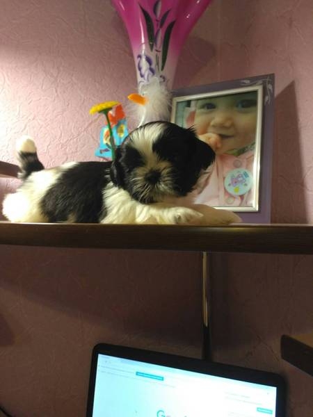 Щенок мальчик Ши-тцу - Изображение #1, Объявление #1653512