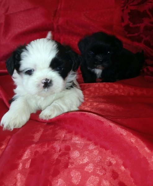 Щенок мальчик Ши-тцу - Изображение #4, Объявление #1653512