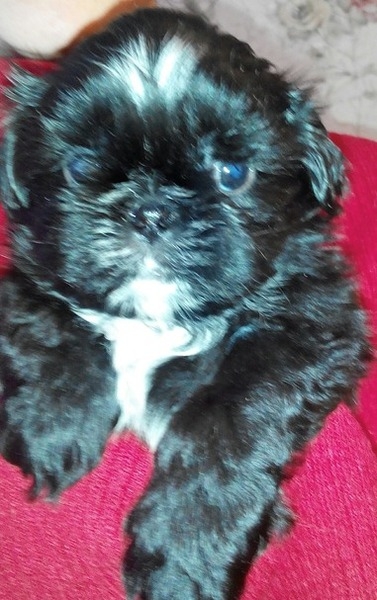 Девочка и мальчик щенки Ши-тцу редкого черного окраса. - Изображение #1, Объявление #1653515