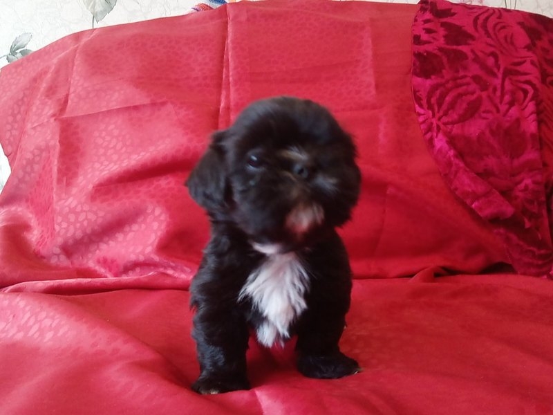 Девочка и мальчик щенки Ши-тцу редкого черного окраса. - Изображение #3, Объявление #1653515