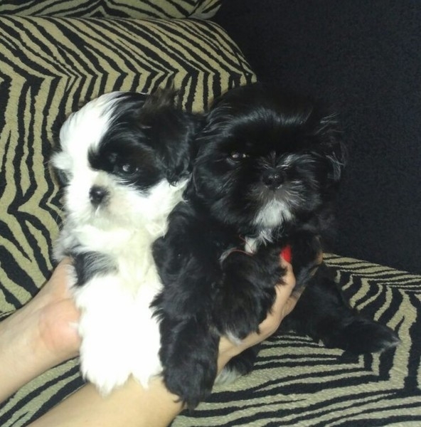 Очаровательные чистокровные щенки Ши-тцу - Изображение #2, Объявление #1654182