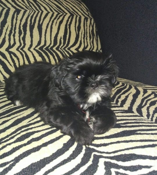 Очаровательные чистокровные щенки Ши-тцу - Изображение #3, Объявление #1654182