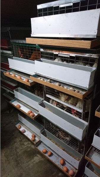Клетки для содержания родительского стада кур - Изображение #3, Объявление #1652869