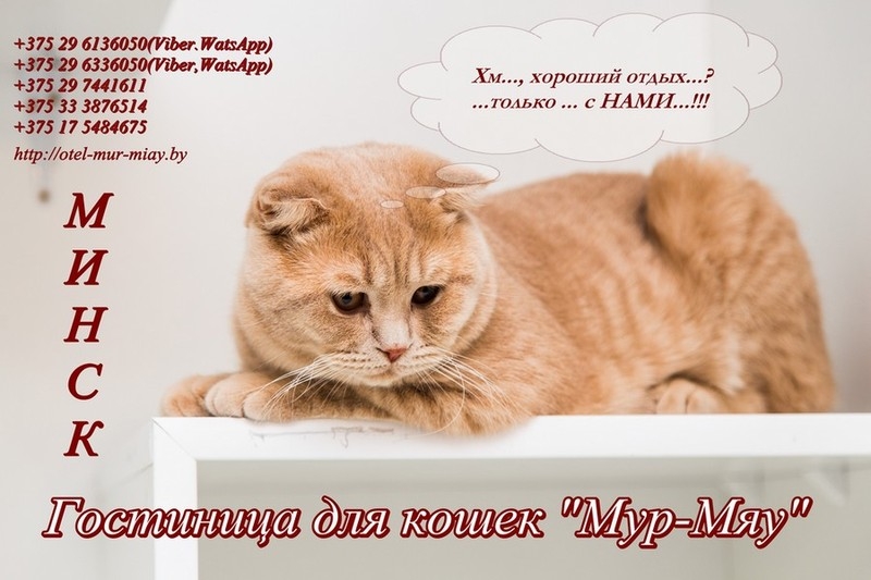 Передержка котов в Минске - Изображение #3, Объявление #1656562