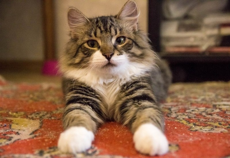 красавец пушистик в добрые руки - Изображение #3, Объявление #1654403