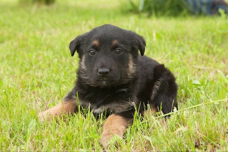 Щенки-карапузики в дар - Изображение #2, Объявление #1659050