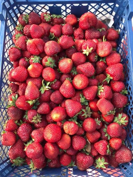 Клубника собственная выращенная в Бресте - Изображение #3, Объявление #1657390