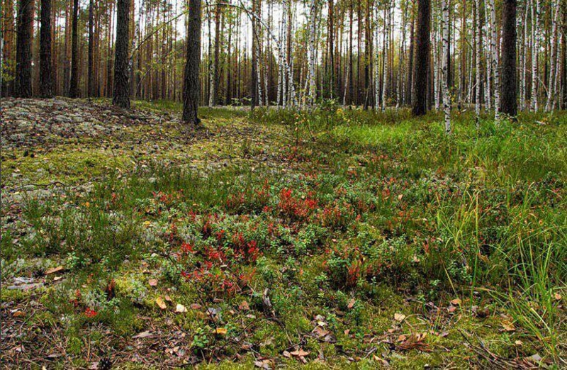 Черника свежая - Изображение #3, Объявление #1659290
