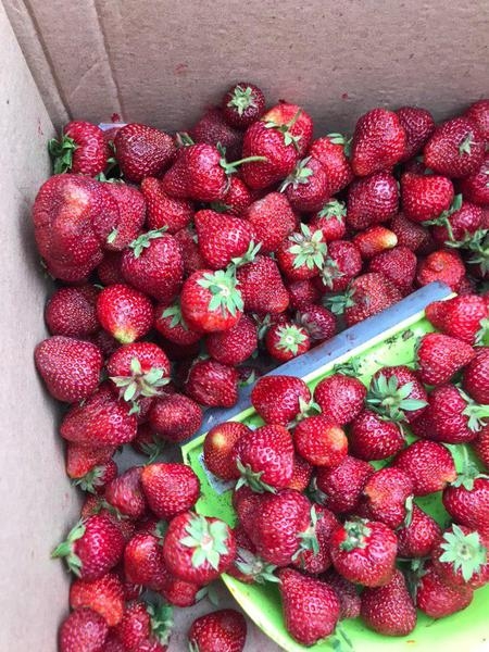 Клубника собственная выращенная в Бресте - Изображение #4, Объявление #1657390