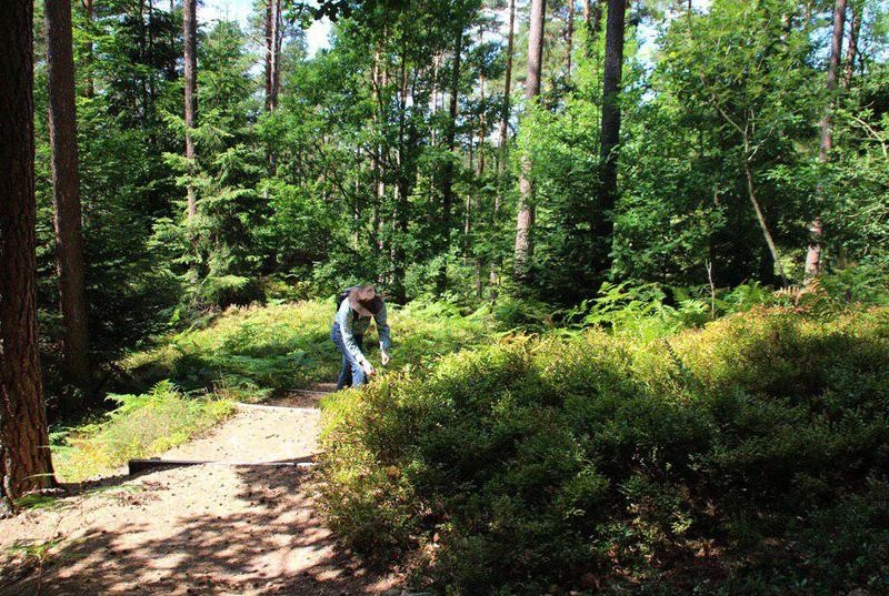 Черника свежая - Изображение #4, Объявление #1659290