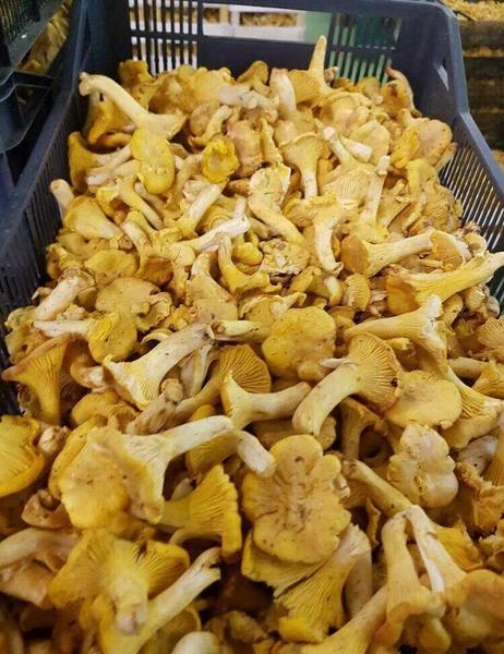 Черника свежая - Изображение #5, Объявление #1659290