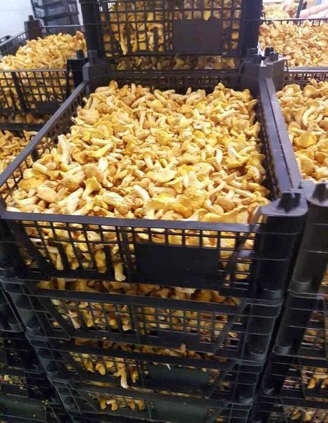 Черника свежая - Изображение #6, Объявление #1659290