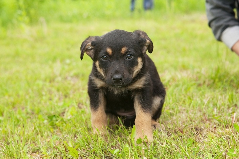 Щенки-карапузики в дар - Изображение #3, Объявление #1659050