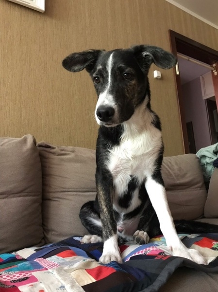 Арс в дар - Изображение #3, Объявление #1659052