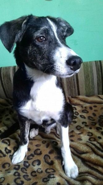 Арс в дар - Изображение #2, Объявление #1659052