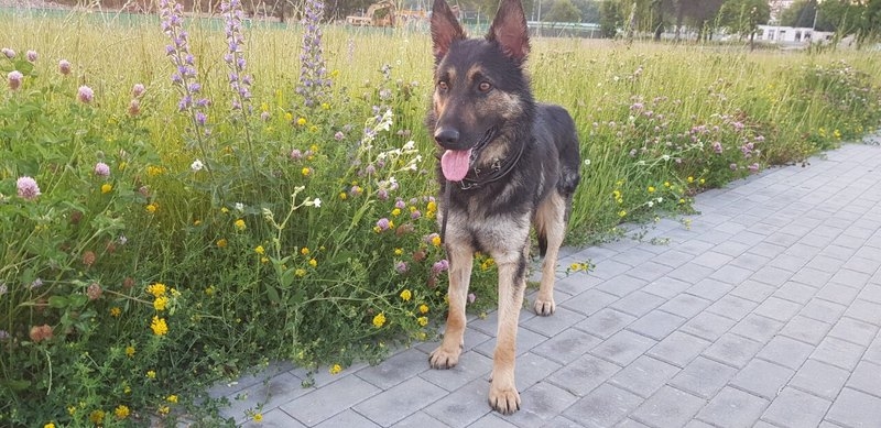 Метис овчарки в дар - Изображение #1, Объявление #1659048