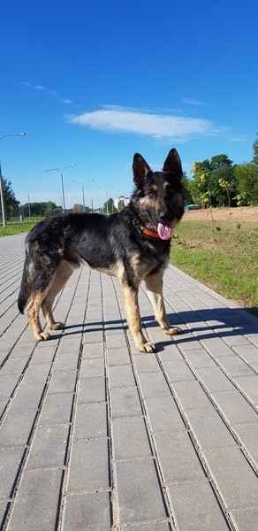 Метис овчарки в дар - Изображение #3, Объявление #1659048