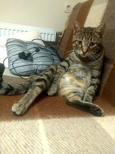  Бэст лесной красавец в добрые руки - Изображение #3, Объявление #1661354