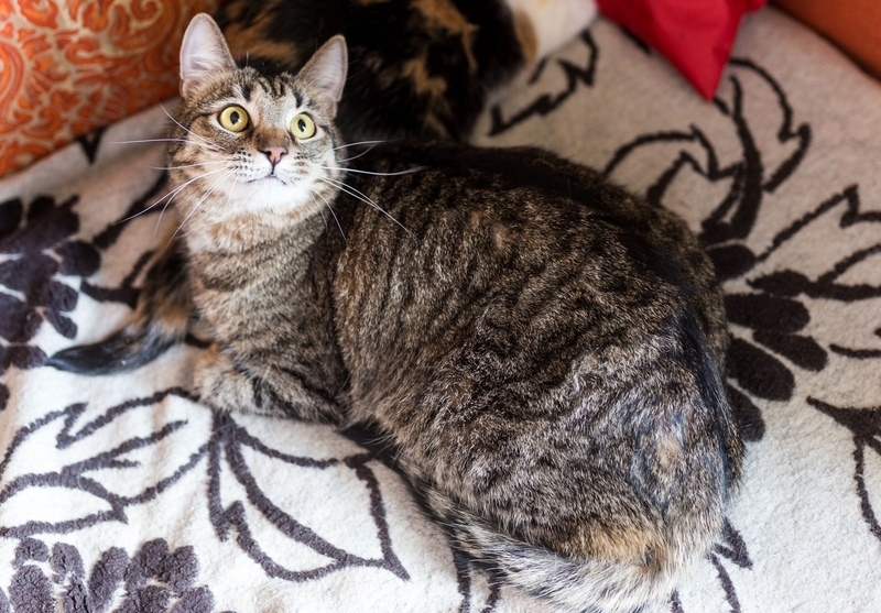  Бэст лесной красавец в добрые руки - Изображение #2, Объявление #1661354