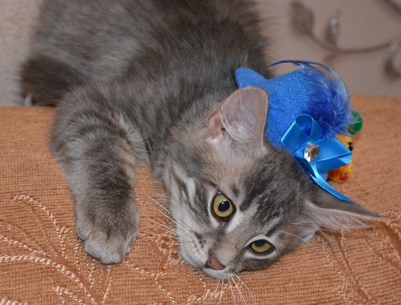 Тима - дымчатый котенок мальчик в хорошие руки - Изображение #5, Объявление #1660869