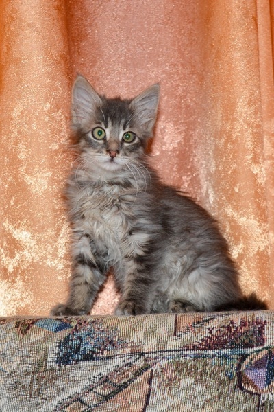 Тима - дымчатый котенок мальчик в хорошие руки - Изображение #8, Объявление #1660869