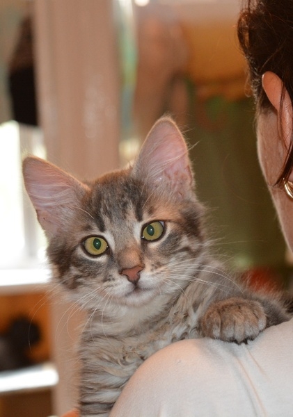 Тима - дымчатый котенок мальчик в хорошие руки - Изображение #2, Объявление #1660869