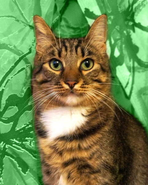 Люси – кошка с зелеными глазами в дар! - Изображение #6, Объявление #1662485