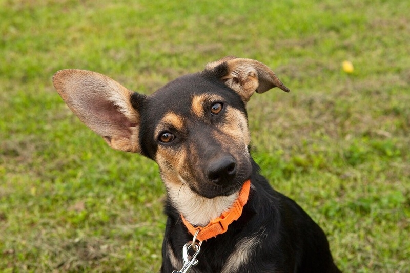 Щенок Тави в дар - Изображение #1, Объявление #1664299