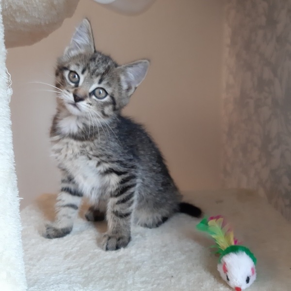 Котята 2 месяца - Изображение #2, Объявление #1663205