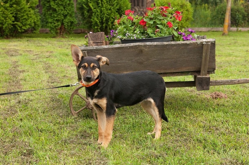 Щенок Тави в дар - Изображение #3, Объявление #1664299