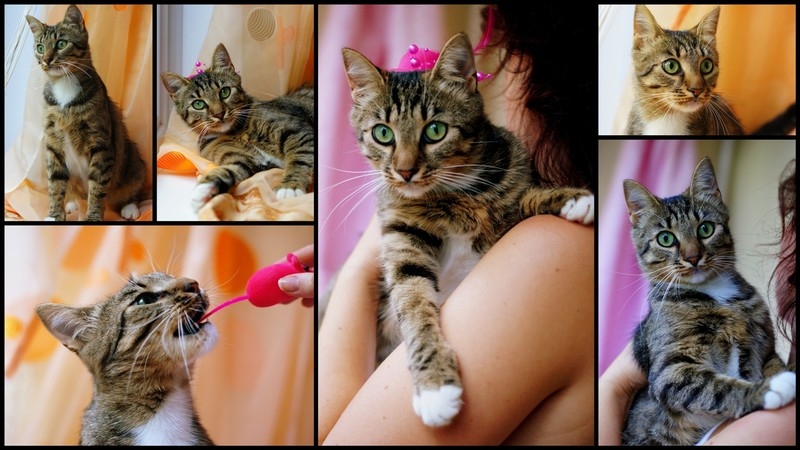 Люси – кошка с зелеными глазами в дар! - Изображение #2, Объявление #1662485