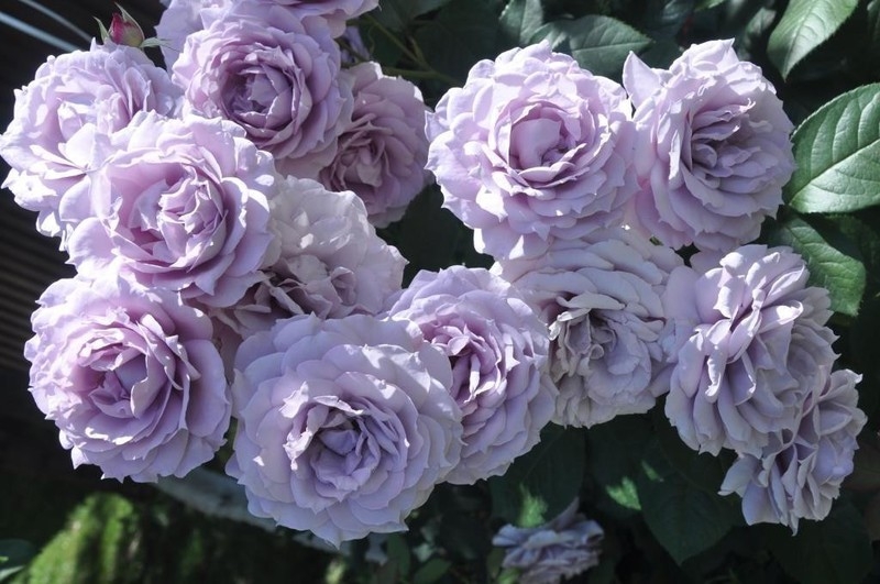 Отборные сортовые пионы, розы, тюльпаны, гортензии, клематисы, удобрен - Изображение #5, Объявление #1654608