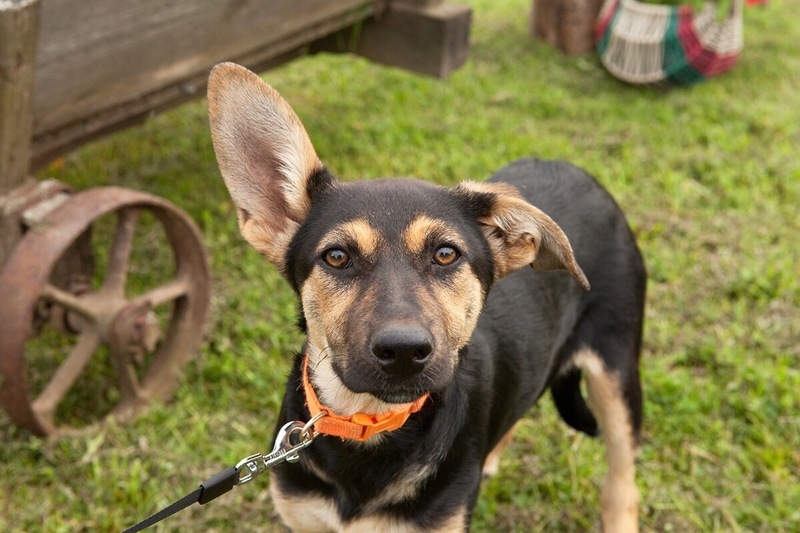 Щенок Тави в дар - Изображение #2, Объявление #1664299