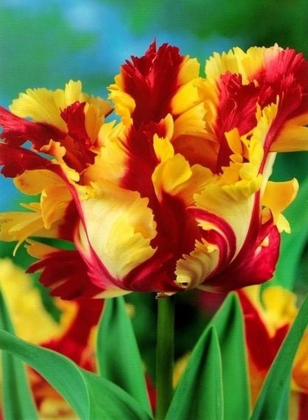 Отборные сортовые пионы, розы, тюльпаны, гортензии, клематисы, удобрен - Изображение #6, Объявление #1654608