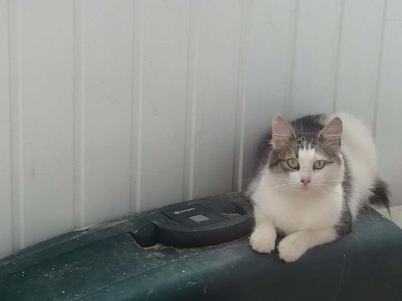 Котёнок в дар - Изображение #2, Объявление #1663262