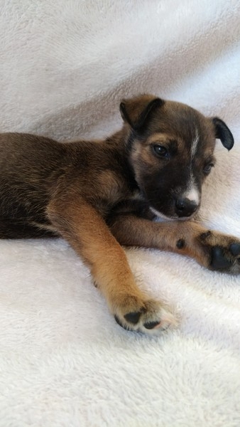 Чудесные щенки в дар - Изображение #3, Объявление #1667912