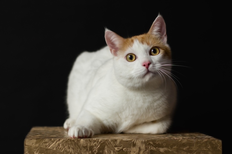 Кусочек счастья в дар - Изображение #3, Объявление #1667914