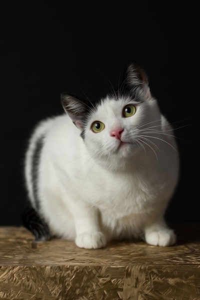 Молодая Черничка в дар - Изображение #3, Объявление #1667913