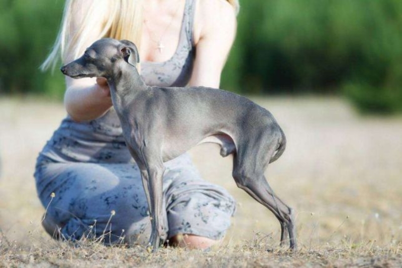 Кобель левретки для вязки - Изображение #2, Объявление #1668296