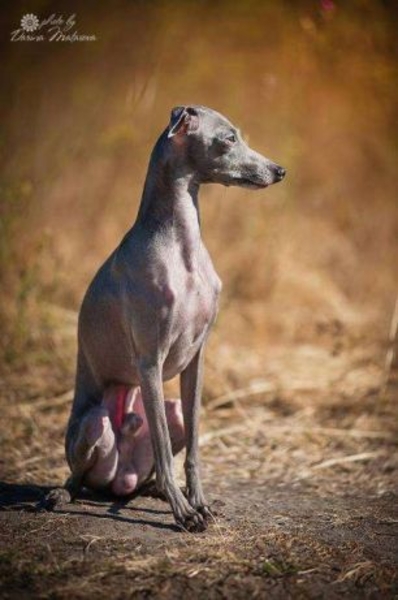 Кобель левретки для вязки - Изображение #1, Объявление #1668296