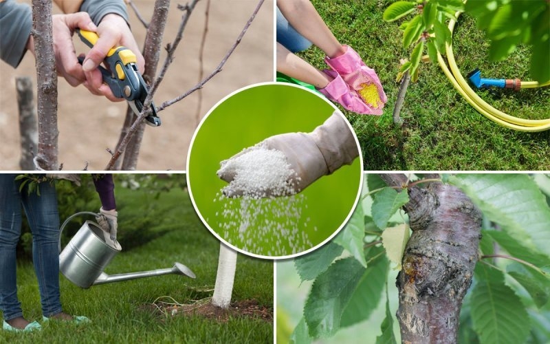 Услуги садовника.Обрезка. Посадка. Уборка участка. - Изображение #3, Объявление #1666567