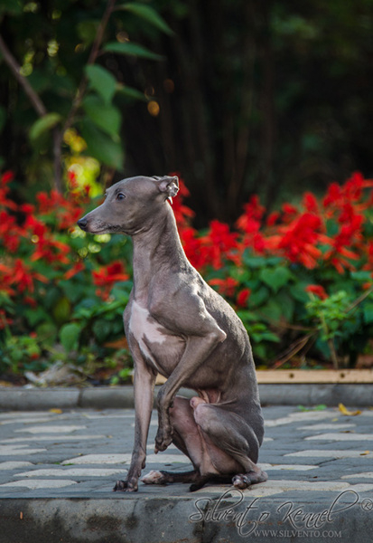 Кобель левретки. Вязка - Изображение #2, Объявление #1668295